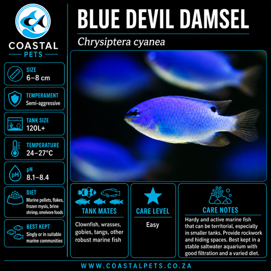 Blue Devil Damsel
