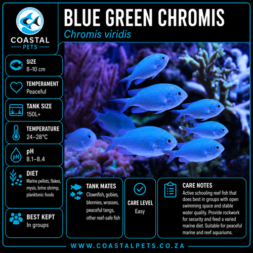 Blue/Green Chromis