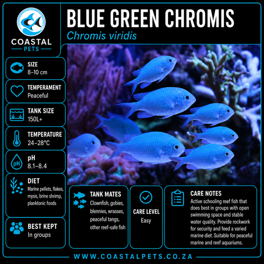 Blue/Green Chromis