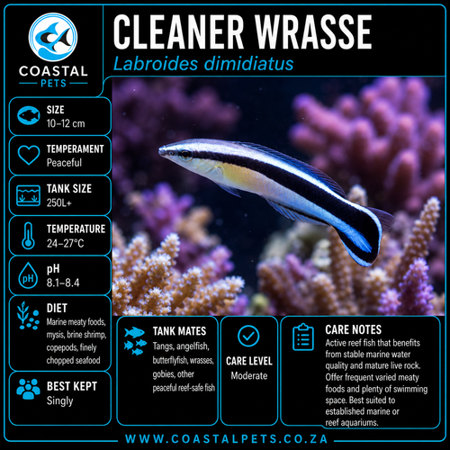 Cleaner Wrasse