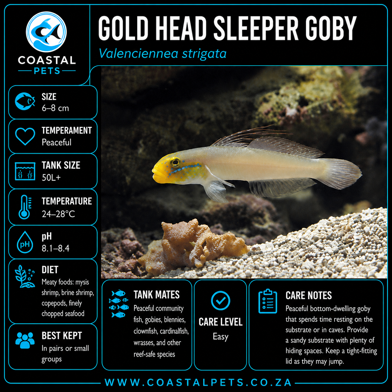 Gold Head Sleeper Goby