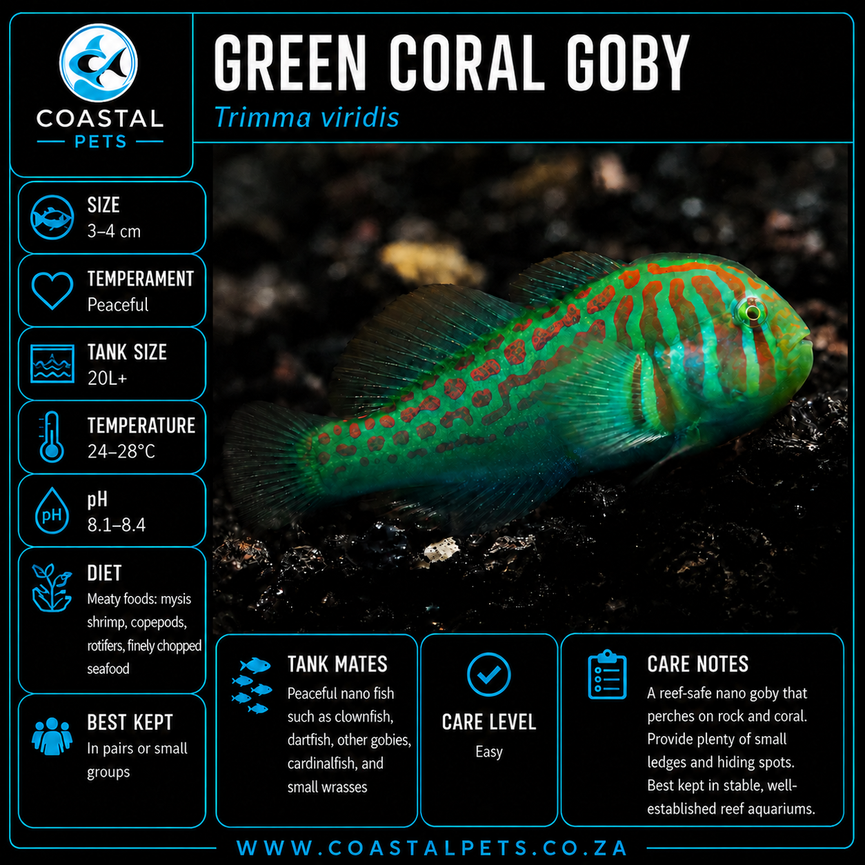 Green Coral Goby