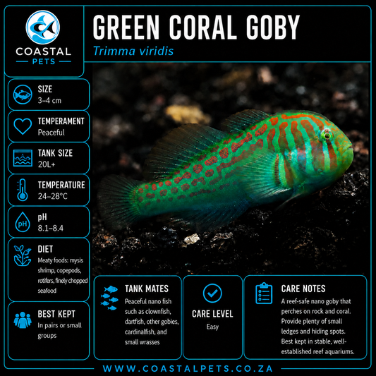 Green Coral Goby