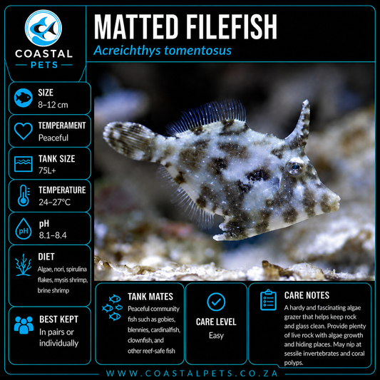 Matted Filefish