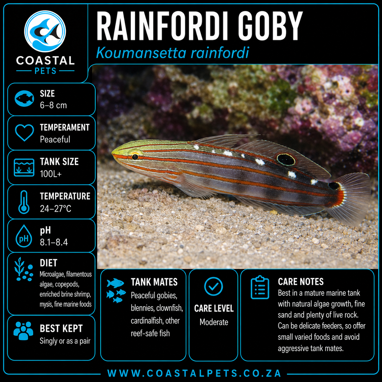 Rainfordi Goby