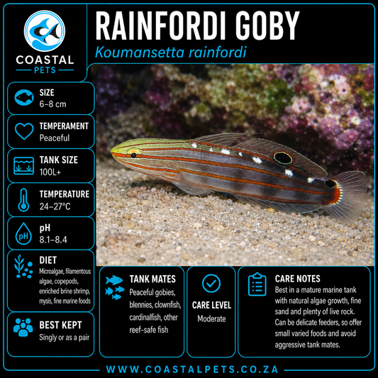 Rainfordi Goby