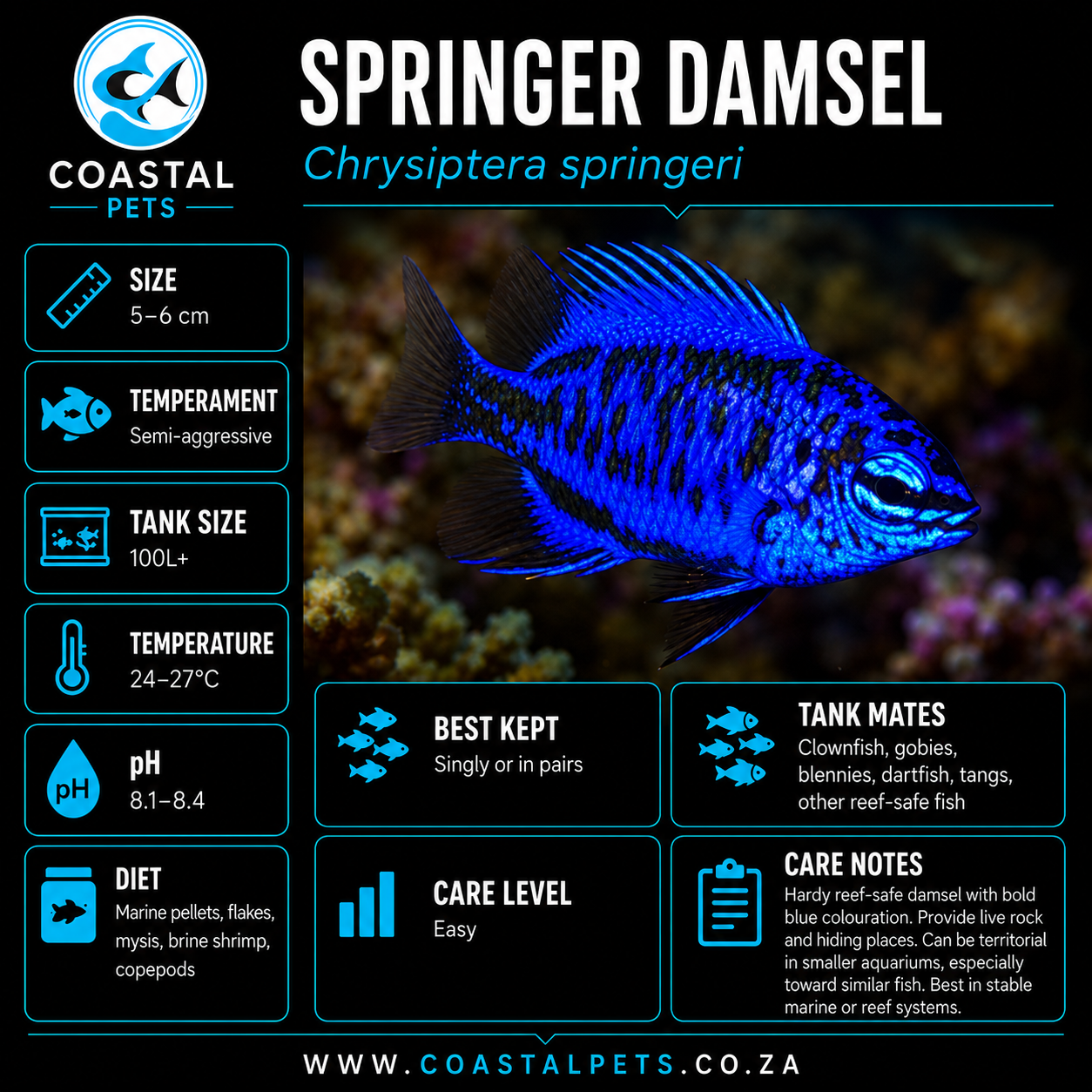Springer Damsel