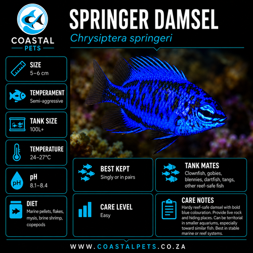 Springer Damsel