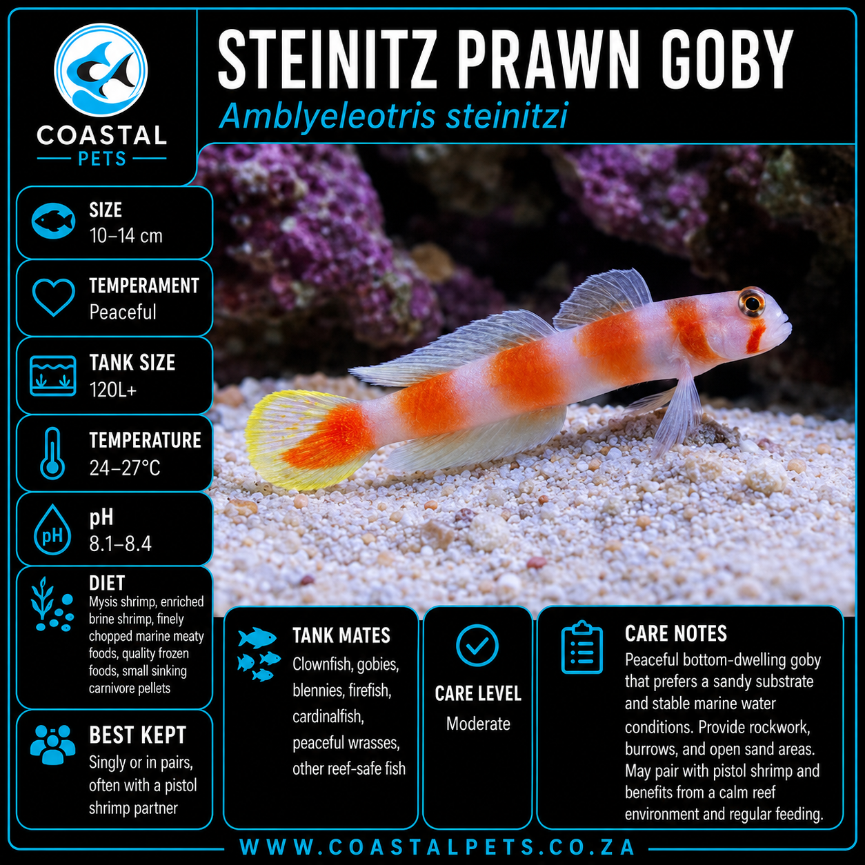 Steinitz Prawn Goby