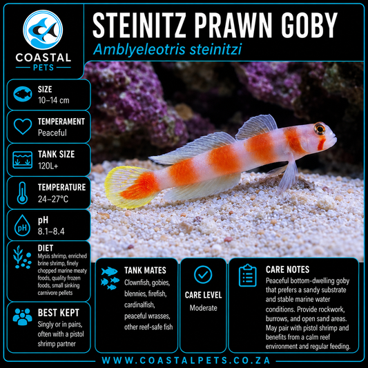 Steinitz Prawn Goby