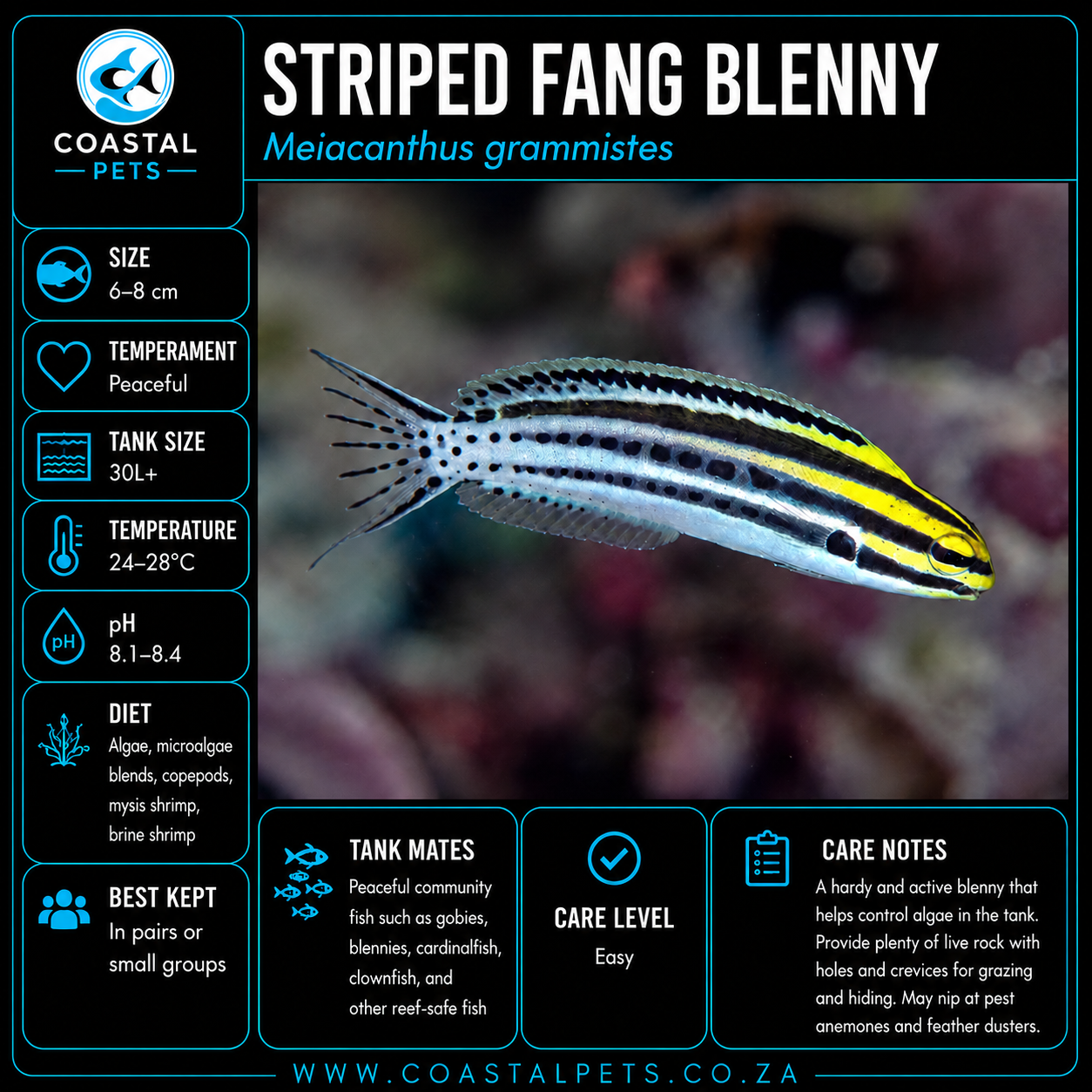Striped Fang Blenny