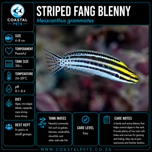 Striped Fang Blenny