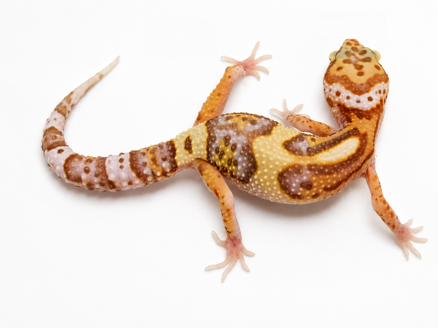 Mixed Morph Leopard Gecko #2