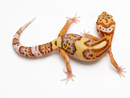 Mixed Morph Leopard Gecko #2