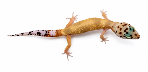 Mixed Morph Leopard Gecko #3