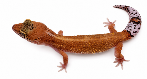 Mixed Morph Leopard Gecko #5