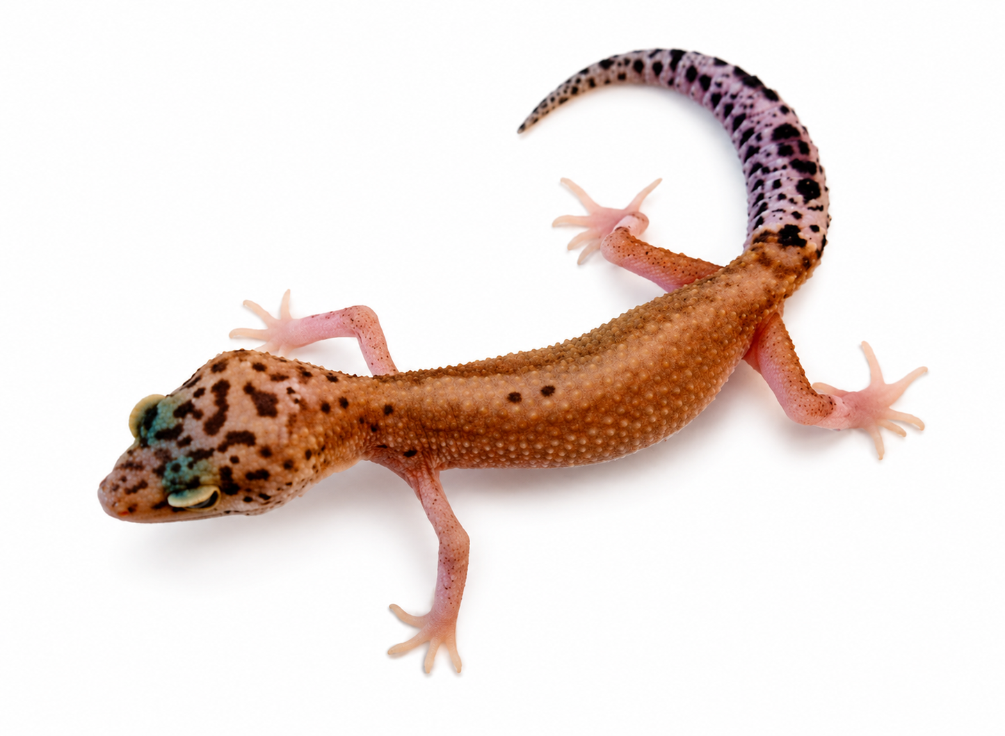 Mixed Morph Leopard Gecko #6