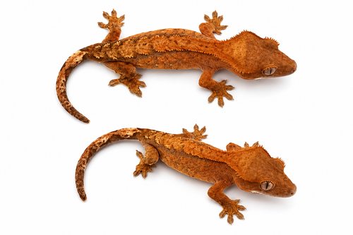 Mixed Morph Crested Gecko #1