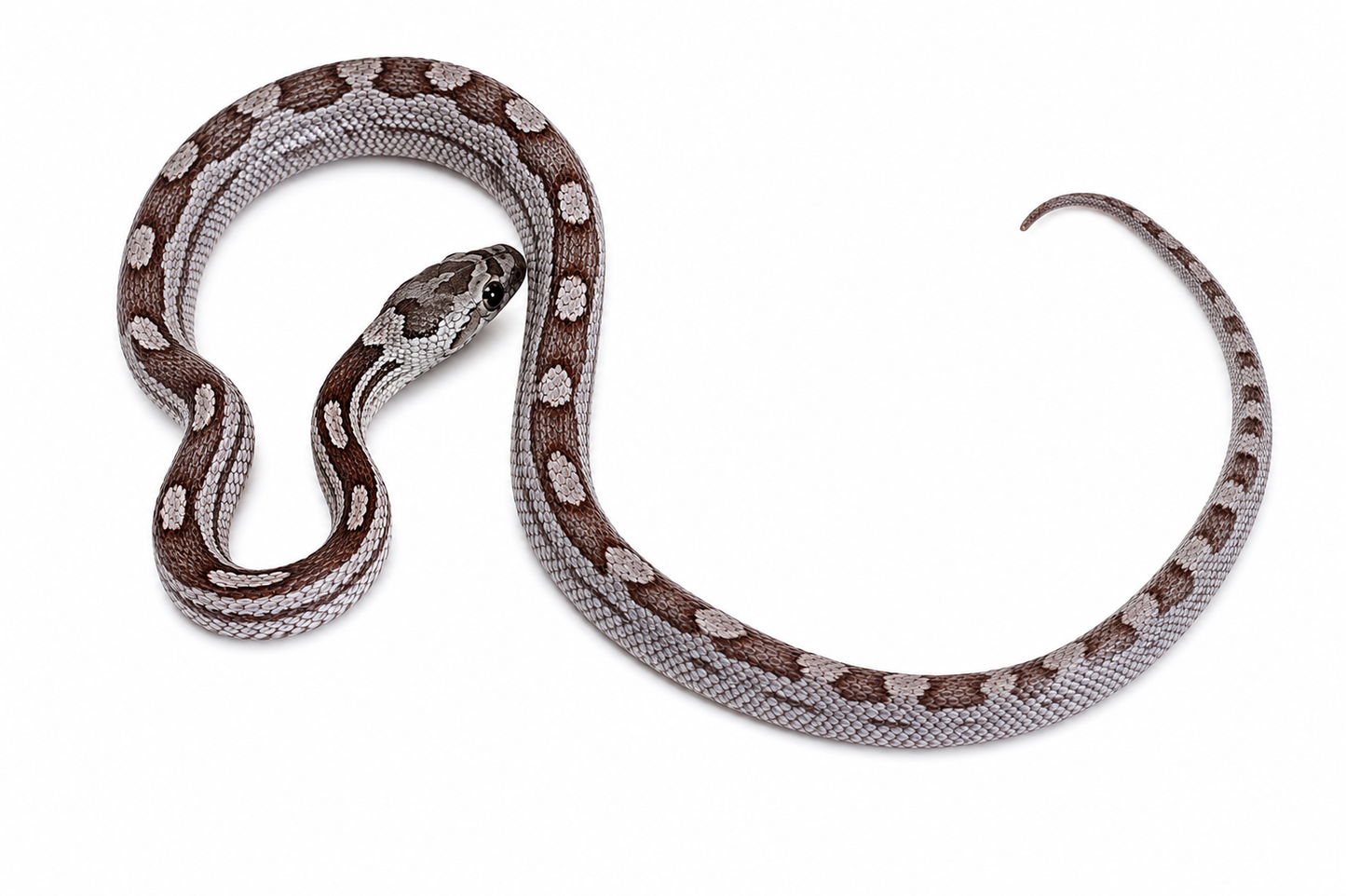 Ghost Motley Corn Snake #1