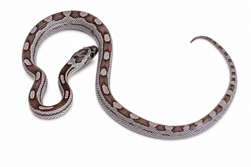 Ghost Motley Corn Snake #1