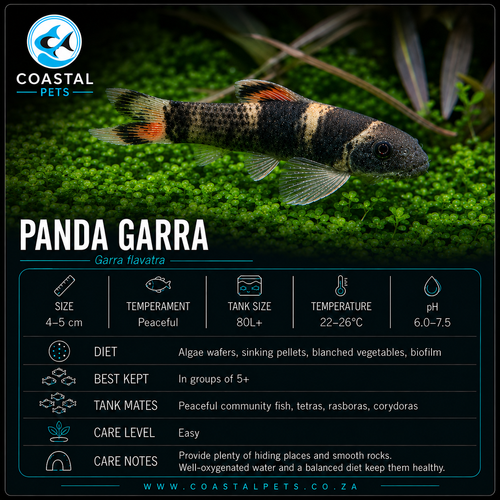 Panda Garra