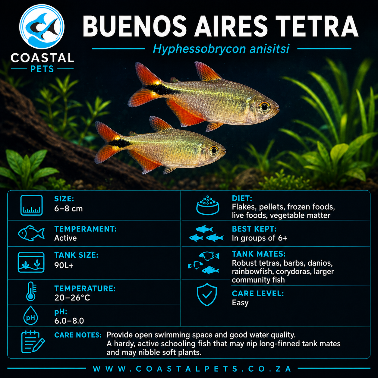 Tetra-Buenos Aires