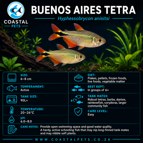 Tetra-Buenos Aires