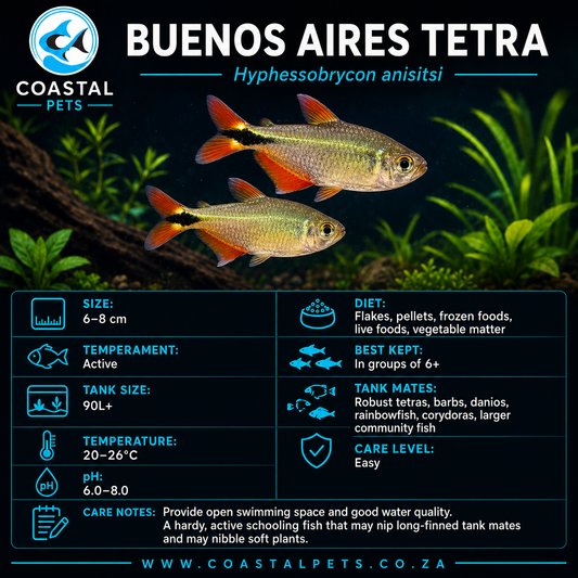 Tetra-Buenos Aires