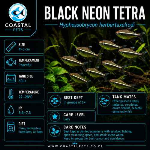 Tetra-Black Neon