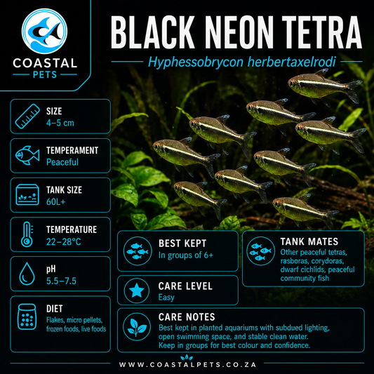 Tetra-Black Neon
