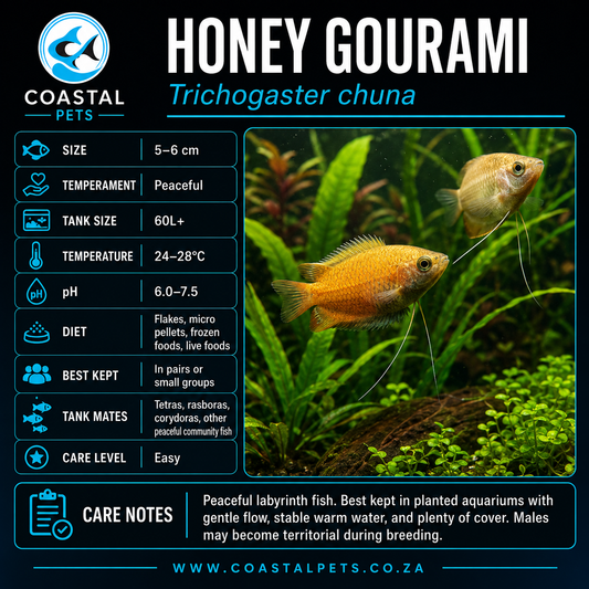 Gourami-Honey