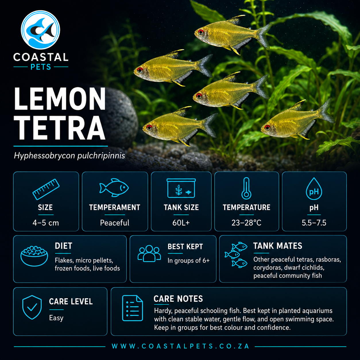 Tetra-Lemon