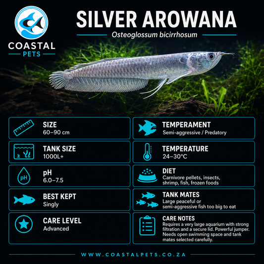 Silver Arowana - 80-90mm
