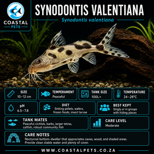 Synodontis Valentiana(30mm)