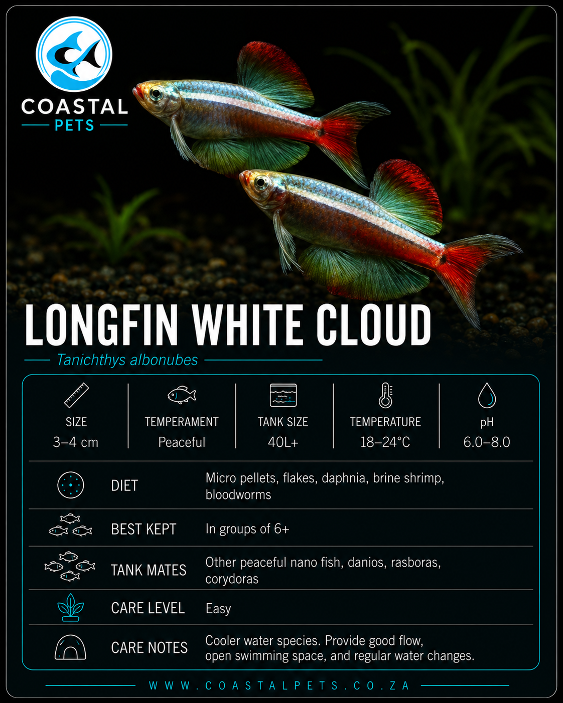 Longfin White Cloud Mountain Minnow
