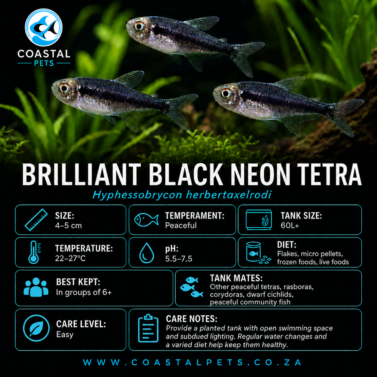 Tetra-Brilliant Black Neon