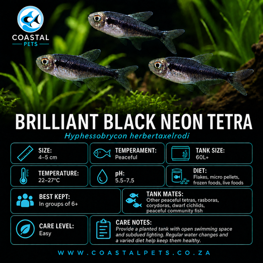 Tetra-Brilliant Black Neon