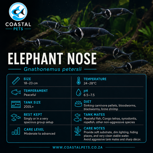 Elephant Nose