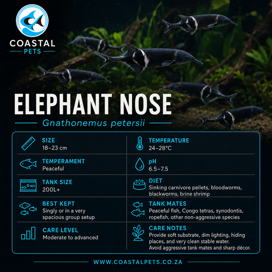 Elephant Nose