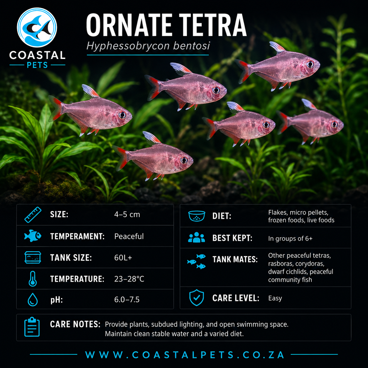 Tetra-Ornate