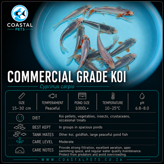 Koi (Commercial Grade)