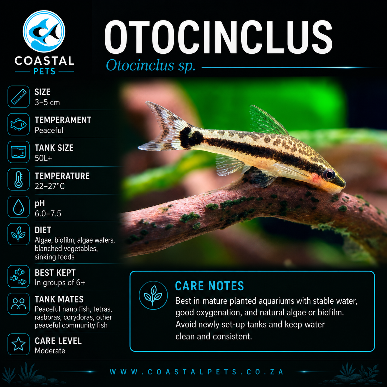 Otocinclus - 35mm