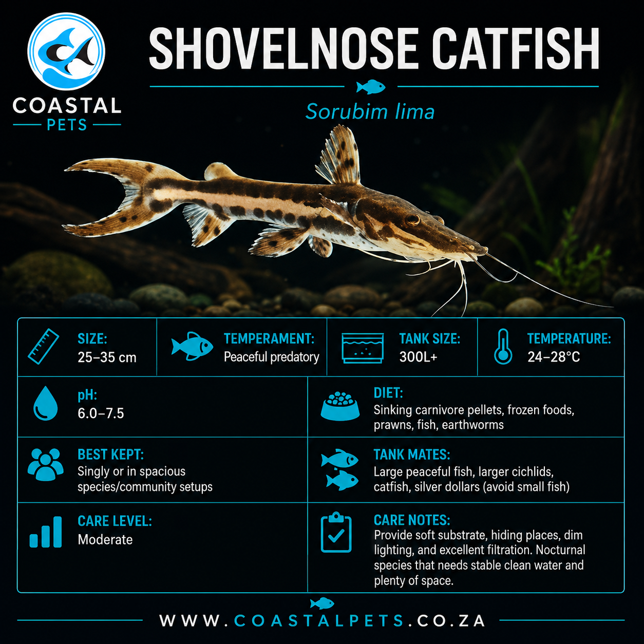Shovelnose Catfish (80-90mm)