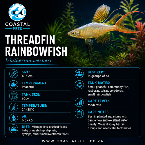 Rainbowfish-Threadfin