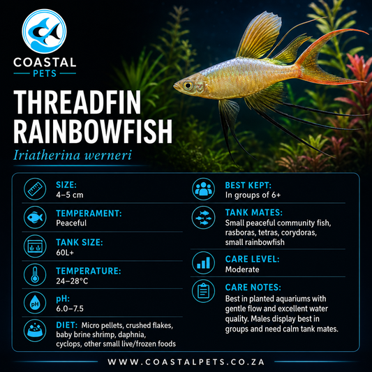 Rainbowfish-Threadfin
