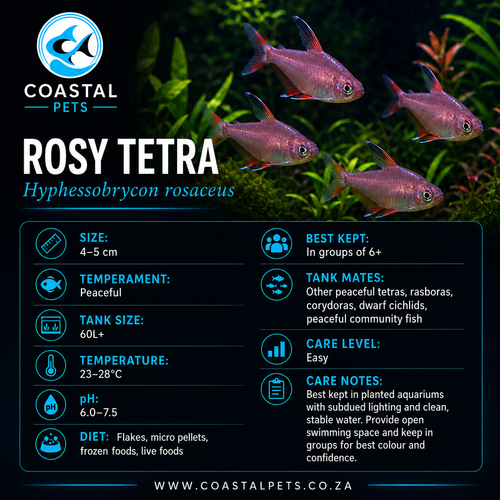 Tetra-Rosy