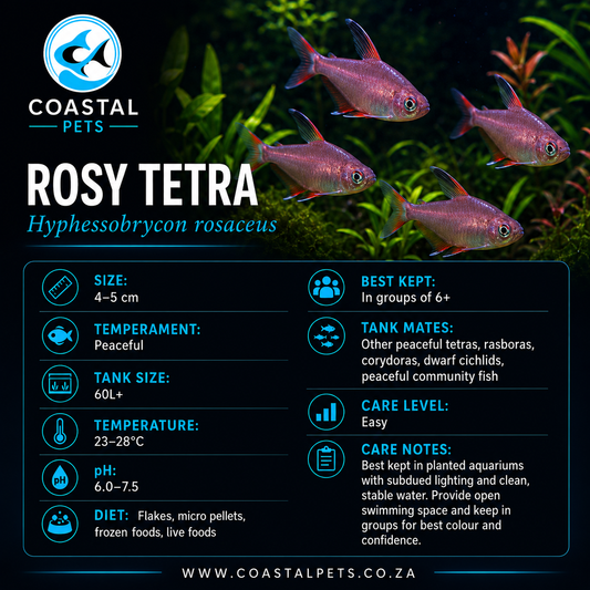 Tetra-Rosy
