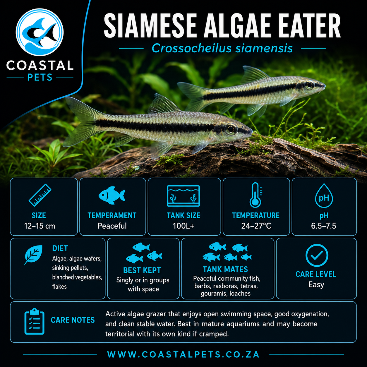 Siamese Algae Eater (40mm)