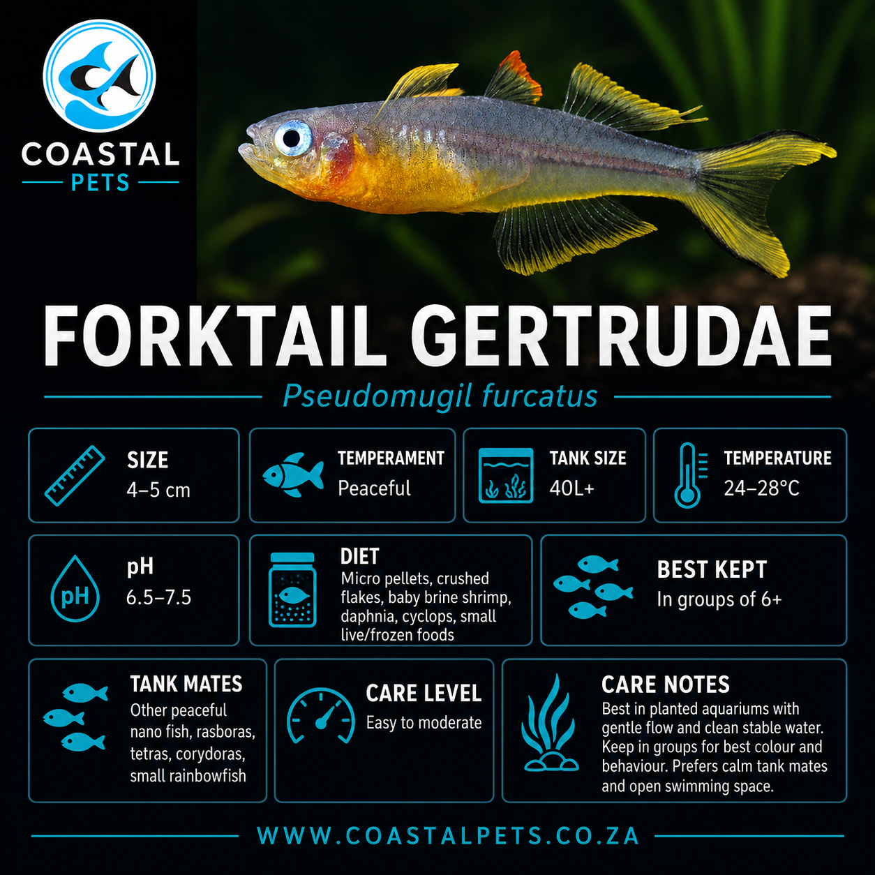 Rainbowfish-Forktail