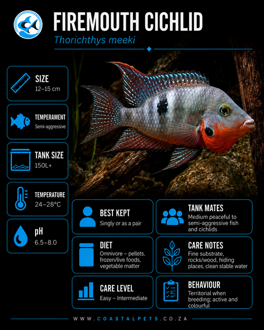 Firemouth Cichlid (90mm-110mm)